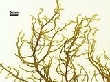 Liebmannia leveillei2